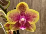 Double Spikes Phalaenopsis Sogo Lawrence x I-Hsin Yellow Wave (4.5" pot) - Image 2