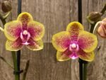 Double Spikes Phalaenopsis Sogo Lawrence x I-Hsin Yellow Wave (4.5" pot) - Image 3