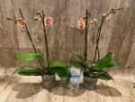 Double Spikes Phalaenopsis Sogo Lawrence x I-Hsin Yellow Wave (4.5" pot) - Image 6