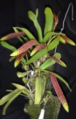 Bulbophyllum occultum x sib (3.5” Pot) - Image 3