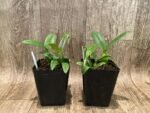 Bulbophyllum occultum x sib (3.5” Pot) - Image 4