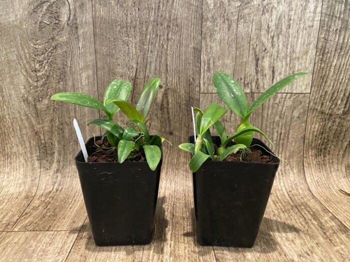 Bulbophyllum occultum x sib (3.5” Pot) - Image 4