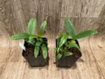 Bulbophyllum occultum x sib (3.5” Pot) - Image 5