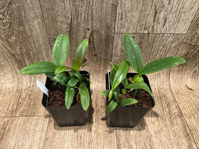 Bulbophyllum occultum x sib (3.5” Pot) - Image 5