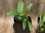Bulbophyllum occultum x sib (3.5” Pot) - Image 6