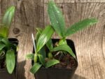Bulbophyllum occultum x sib (3.5” Pot) - Image 7