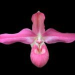 RARE Phrag. Vingtaine des Mathias (Phrag. Sunset Glow x kovachii) (4.5" pot)