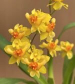 In Spikes Oncidium Misaki Twinkle Obry (3.5” Pot)