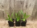 In Spikes Oncidium Misaki Twinkle Obry (3.5” Pot) - Image 3