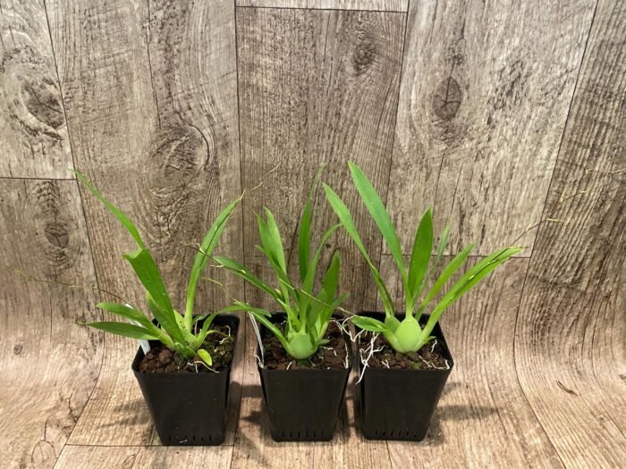 In Spikes Oncidium Misaki Twinkle Obry (3.5” Pot) - Image 3