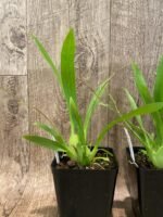 In Spikes Oncidium Misaki Twinkle Obry (3.5” Pot) - Image 4