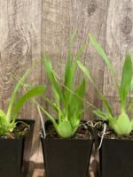 In Spikes Oncidium Misaki Twinkle Obry (3.5” Pot) - Image 5