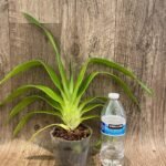 Rare Phrag. Acker's Marvel (Waunakee Wonder × kovachil) (4.5" pot)