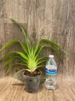 Rare Phrag. Acker's Marvel (Waunakee Wonder × kovachil) (4.5" pot)