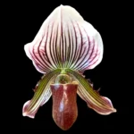 Paphiopedilum vexillarium x sib