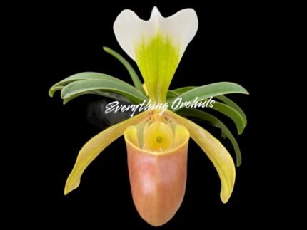Paphiopedilum Wössner Zwerg (barbigerum × helenae)