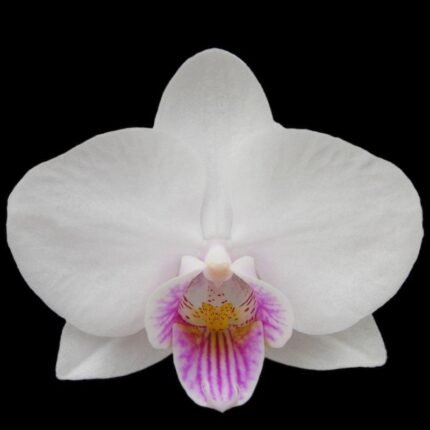 Phalaenopsis Younghome Ray (4.5" pot)