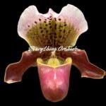 In Bloom  Paph. King Charles × Henryanum (3.5” Pot)