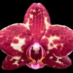 Phalaenopsis I-Hsin Adzuki Bean (Chiu Jih Pearl x I-Hsin Panda) (3.5" pot)