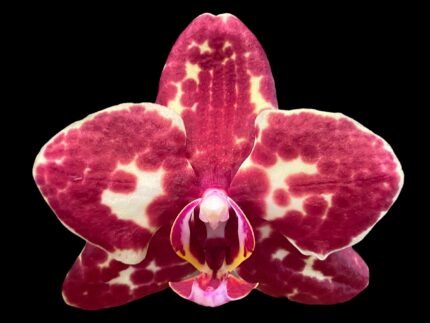 Phalaenopsis I-Hsin Adzuki Bean (Chiu Jih Pearl x I-Hsin Panda) (3.5" pot)