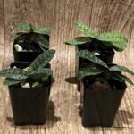 Paph. Hiroki Tanaka (armeniacum × wenshanense) (2” pot)