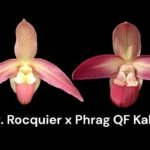 Phrag Rocquier x QF Kahulu