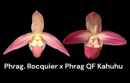 Phrag Rocquier x QF Kahulu