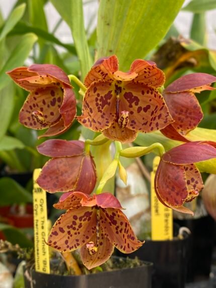 Cycnoches The Grinch 'Big Spot' × Cyc. herrenhusanum 'Golden Shower' AM/AOS