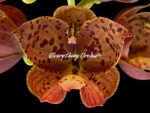 Cycnoches The Grinch 'Big Spot' × Cyc. herrenhusanum 'Golden Shower' AM/AOS