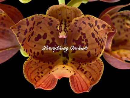 Cycnoches The Grinch 'Big Spot' × Cyc. herrenhusanum 'Golden Shower' AM/AOS