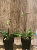 In  Spike Paph. Apres Midi (appletonianum x hookerae) (3.5” pot) - Image 4