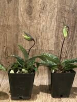 In  Spike Paph. Apres Midi (appletonianum x hookerae) (3.5” pot) - Image 5