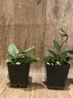 In  Spike Paph. Apres Midi (appletonianum x hookerae) (3.5” pot) - Image 6