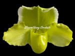 Paph. (Mem. Don Stephenson x Imelda Bobadilla) '2018' x Paph. Sorcerer's Stone 'Sunrise'