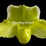 Paph. (Mem. Don Stephenson x Imelda Bobadilla) '2018' x Paph. Sorcerer's Stone 'Sunrise'