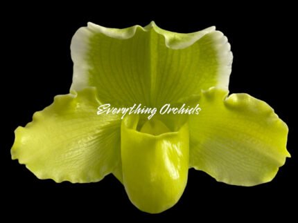 Paph. (Mem. Don Stephenson x Imelda Bobadilla) '2018' x Paph. Sorcerer's Stone 'Sunrise'