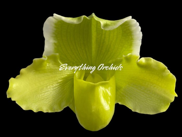 Paph. (Mem. Don Stephenson x Imelda Bobadilla) '2018' x Paph. Sorcerer's Stone 'Sunrise'
