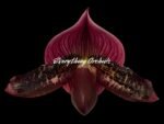In Spike Paph. (Wood Wonder x Hsinying Leopard) 'Green Petals' x Paph. Mem. Serafin Perez '2020 (3.5” pot)