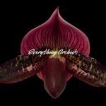 In Spike Paph. (Wood Wonder x Hsinying Leopard) 'Green Petals' x Paph. Mem. Serafin Perez '2020 (3.5” pot)