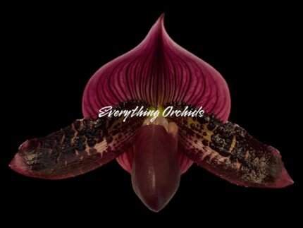 In Spike Paph. (Wood Wonder x Hsinying Leopard) 'Green Petals' x Paph. Mem. Serafin Perez '2020 (3.5” pot)