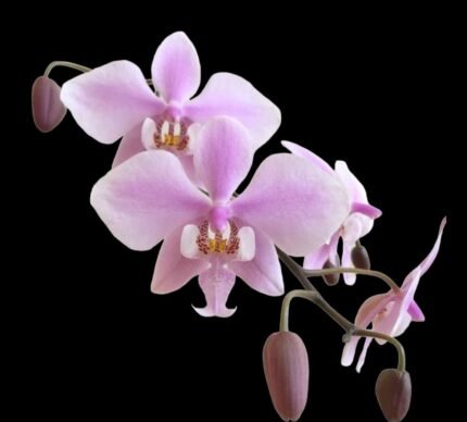 Phalaenopsis schilleriana x sib (1.7” Pot)