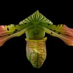 In Bud Paphiopedilum venustum x sib (3.5” pot)