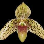 Paph. Evelyn Röllke (sukhakulli x bellatulum) (2" pot)