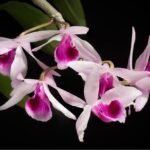 Dendrobium anosmum ‘purple’ (3.5” pot)