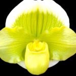 In Spike Paph. Sorcerer's Prime 'Giant Dorsal × Paph. Stone Lovely 'Green Angel' (3.5” Pot)