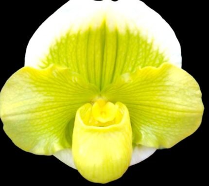 IN SPIKE Paph. Sorcerer's Prime 'Giant Dorsal × Paph. Stone Lovely 'Green Angel' (3.5” Pot)