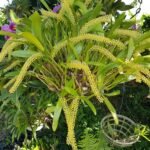 In Spikes Liparis viridiflora (3.5” pot)