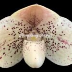 In Bud Paph. QF mini x bellatulum (2” Pot)