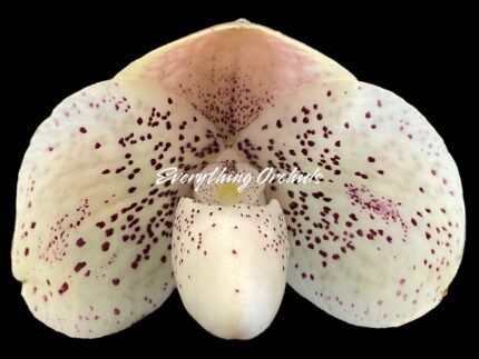 In Bud Paph. QF mini x bellatulum (2” Pot)