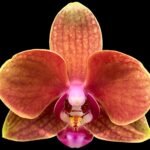 Phalaenopsis Carrot Cake (3” Pot)